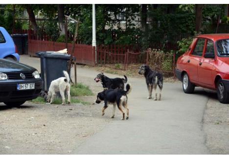 ORAŞ FĂRĂ CÂINI. Convins că mulţi câini vagabonzi din Oradea ajung aici abandonaţi de prin satele din jur, primarul Ilie Bolojan vrea ca şi localităţile vecine să adopte strategia de microcipare şi sterilizare pusă în practică în municipiul reşedinţă de judeţ, prin care fiecare patruped primeşte un număr unic de identificare, iar maidanezii ajung, fără excepţie, în adăpost